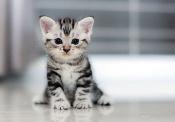 coveImg