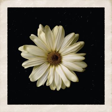 FLOWER-cover