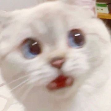 Yêu em trong mơ-cover