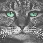 Kitty-cover