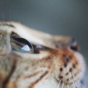 coveImg
