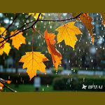 梧桐雨的信箱-cover