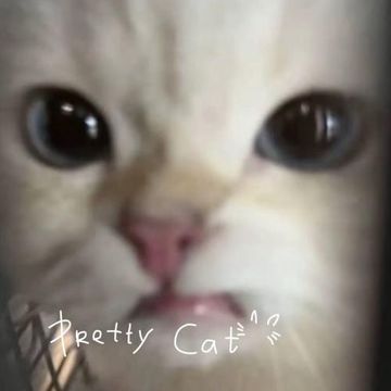 Pretty Cat-cover