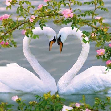 coveImg
