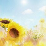 Sunflower(距離)-cover