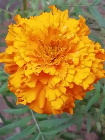 coveImg
