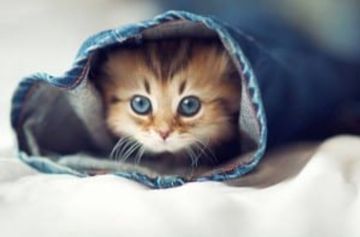 coveImg