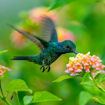 Si mes vers avaient des ailes-cover