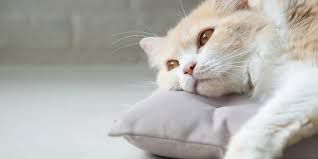 coveImg