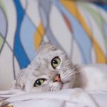 coveImg