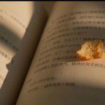 橱窗 (cover: 冯希瑶)