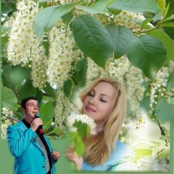 Цветет черемуха к похолоданию