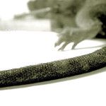 Insekta