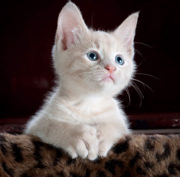 coveImg