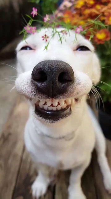 coveImg