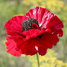 Amapolas-cover