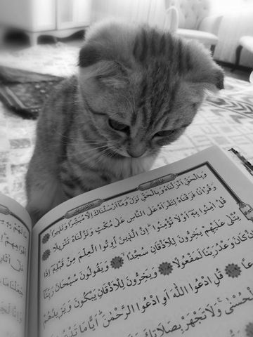 coveImg